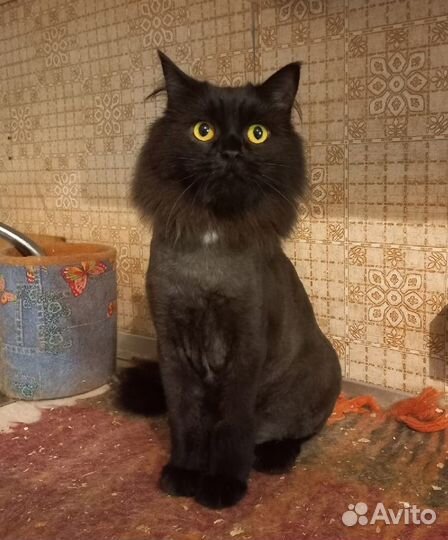 Инфернальный красавец Платон