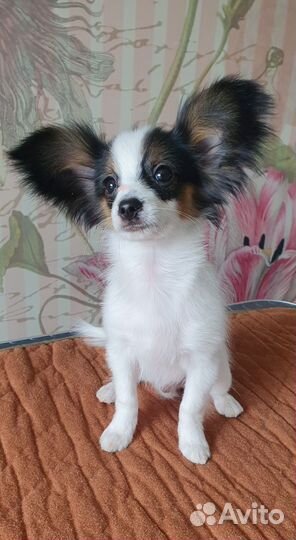 Щенки папийона