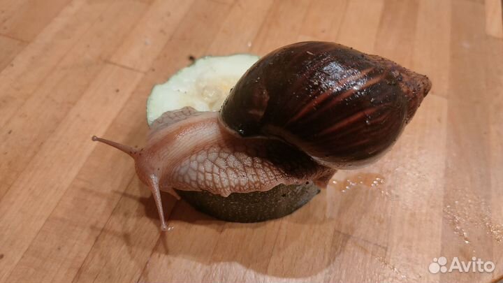 Улитки ахатины