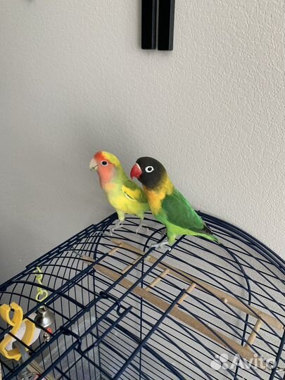 Попугай с клеткой