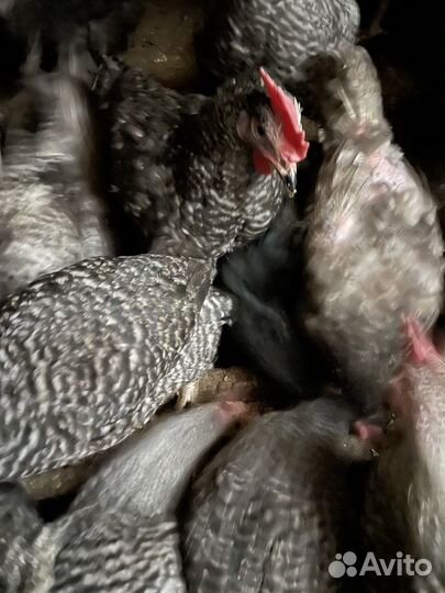 Куриный помет