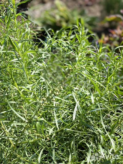 Тархун,Душица,Иссоп,Луки,Любисток,Мята