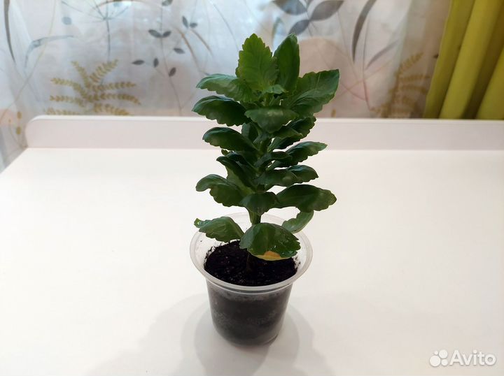 Цветущий каланхоэ Каландива отдам за шоколадку