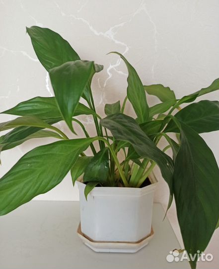 Маранта, сингониум империал вайт, спатифиллум и др