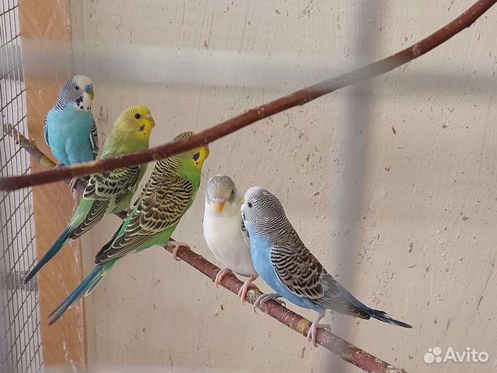 Волнистый попугай