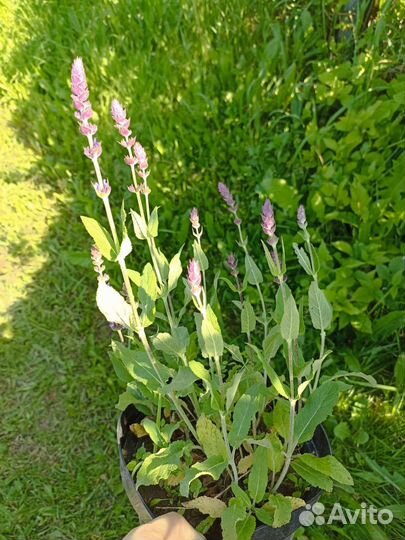 Шалфей дубравный