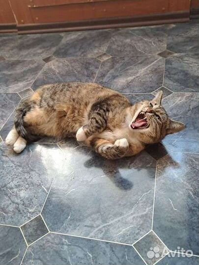 Передержка кошек (котов)