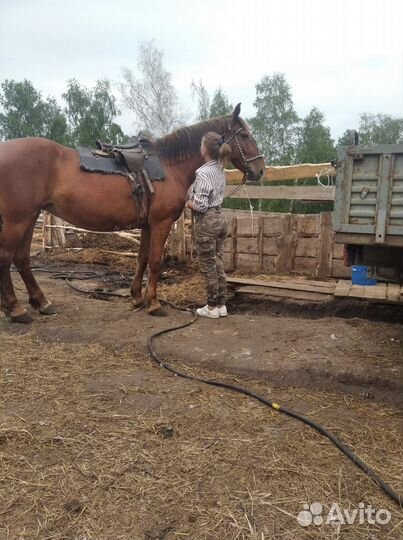 Продам лошадь