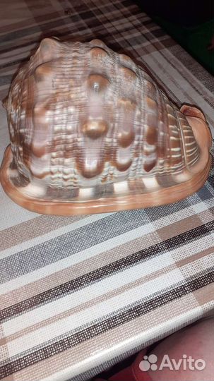 Ракушка Ципрекассис, 15 см