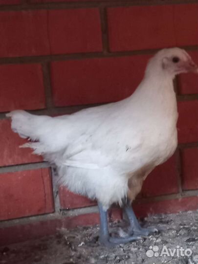 Курочки и петушки бресс Гальский