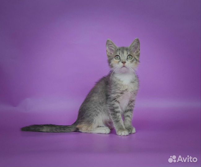 Голубо-кремовая кошечка Лусия (3 мес)
