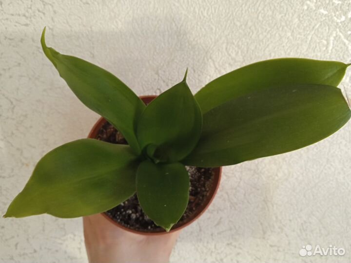 Сансевиерии сортовые (щучий хвост)