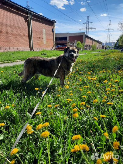 Тиграша ждет маму