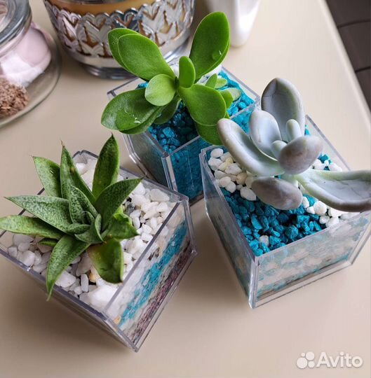 Суккулент Пахифитум