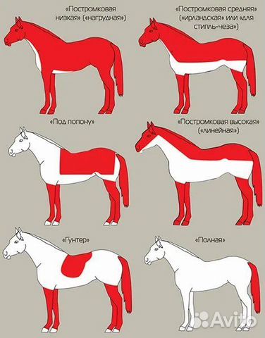 Стрижка лошадей, креативный груминг