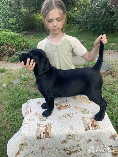 Щенки лабрадора