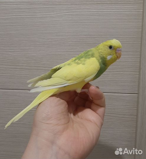 Волнистые попугаи, самцы