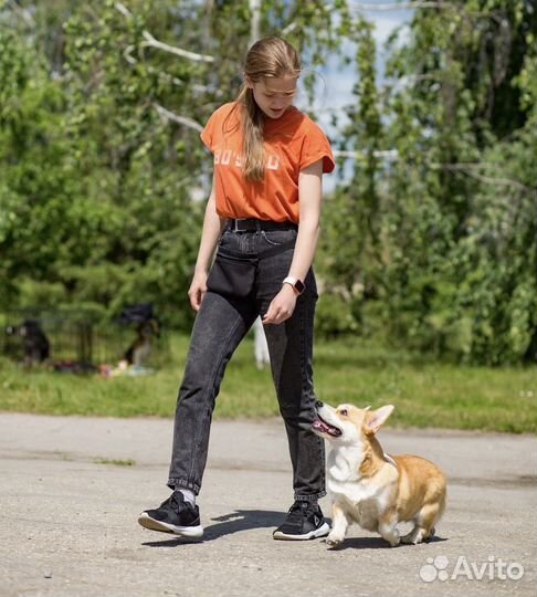 Кинолог с выездом. дрессировка собак. Коррекция