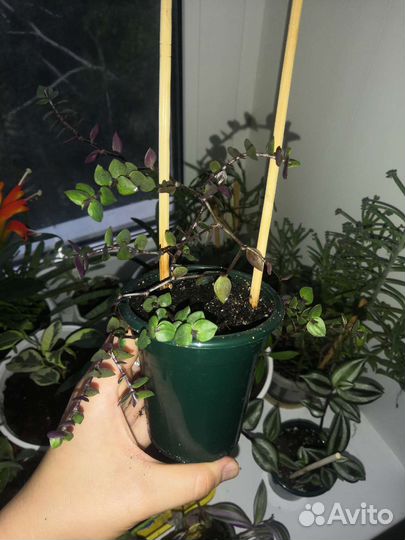 Традесканция