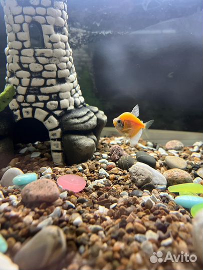 Аквариумные рыбки
