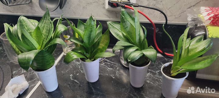 Сансевиерия щучий хвост карликовый