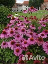 Саженцы эхинацеи