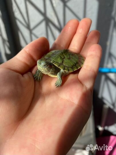 Передержка животных