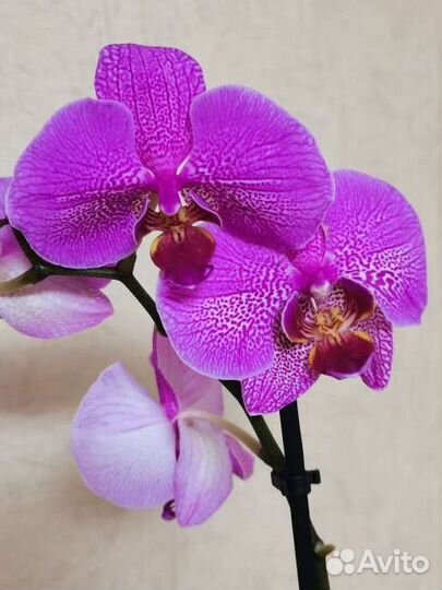 Орхидея