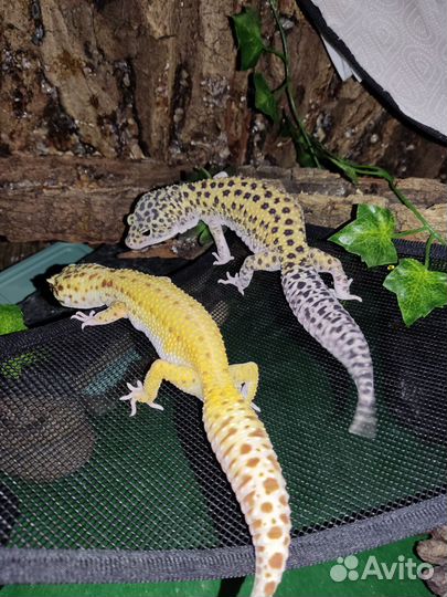 Эублефары пара