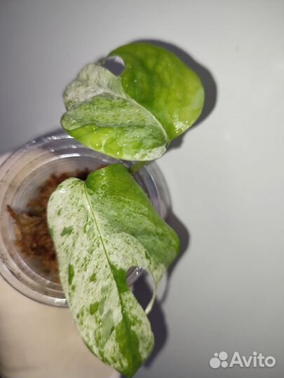 Эпипремнум пиннатум вайт марбл