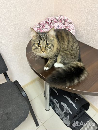 Зоогостиница для кошек