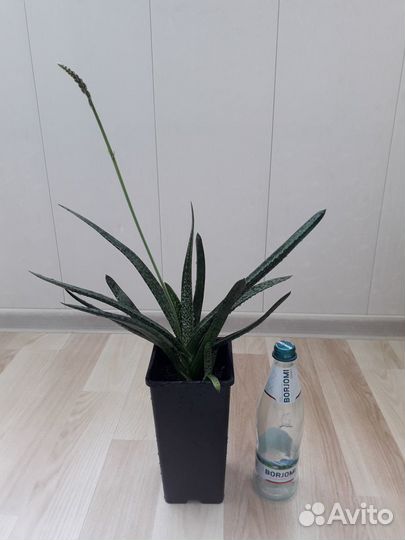 Гастерия Бородавчатая