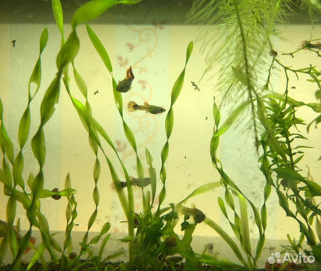 Аквариумные рыбки Гуппи
