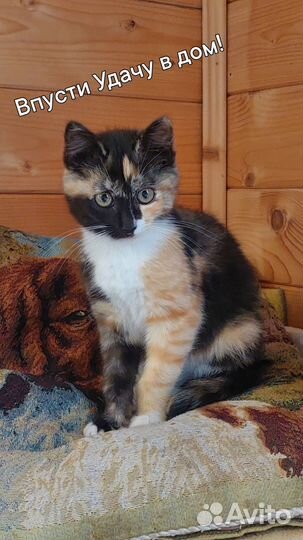 Кошка в дар бесплатно