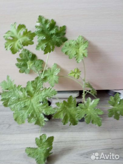 Герань душистая