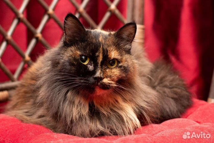 Кошечка в добрые руки