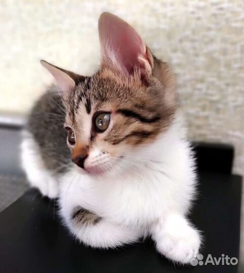 Котенок отдам