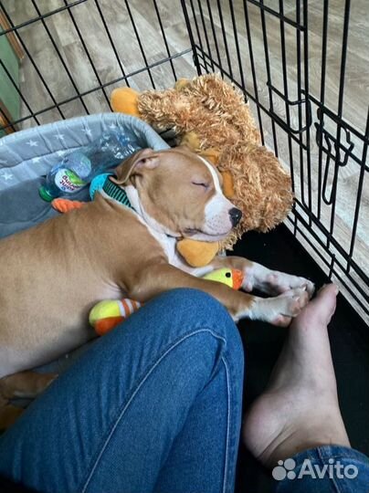 Клетка для собак усиленная №5 + поддон в комплекте