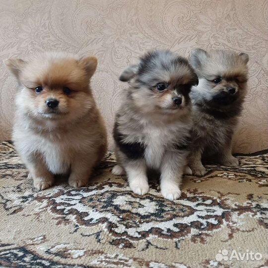 Щенки шпица