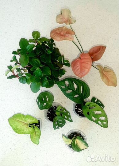 Комнатные цветы