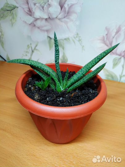 Гастерия Carinata