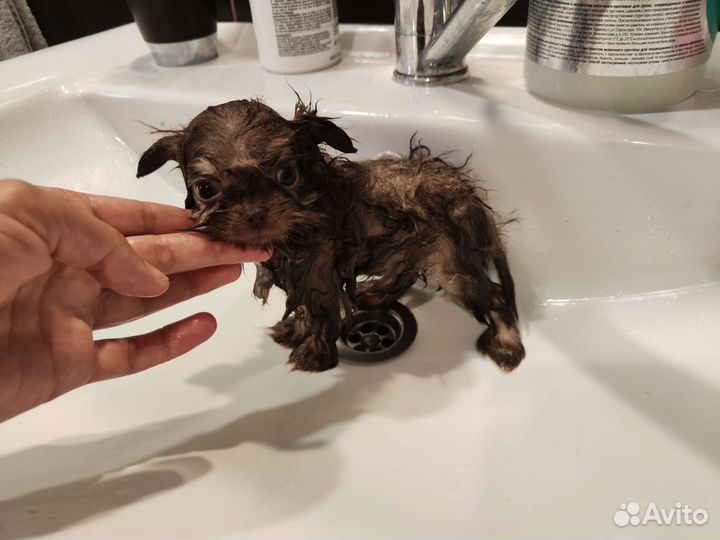 Коротко о размере. Микро Шпиц