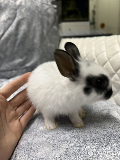 Карликовый кролик