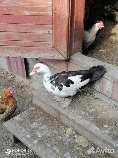 Семья индоуток