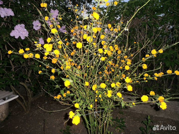 Керия декоративный кустарник, сирень