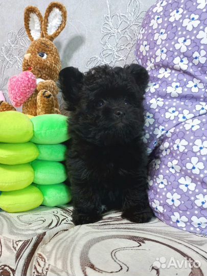 Шпицепу - щенок дизайнерской породы