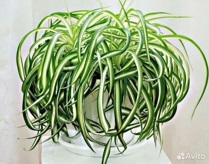 Хлорофитум Бонни кудрявый