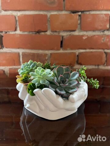 Кашпо для суккулентов