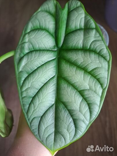 Алоказия сильвер дракон
