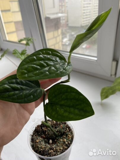 Манстера дубиа